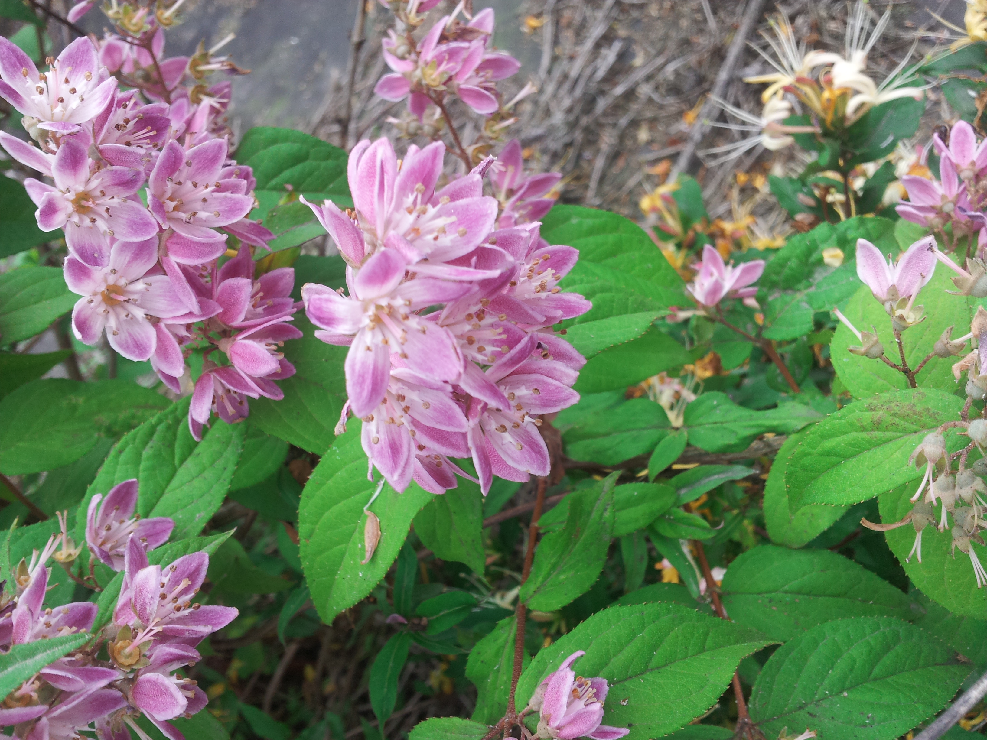 Deutzia 'Strawberry Fields'